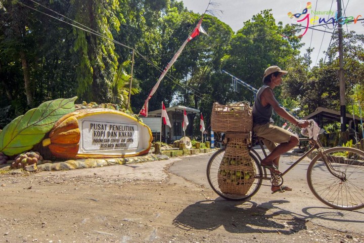 Pusat Penelitian Kopi dan Kakao Jember