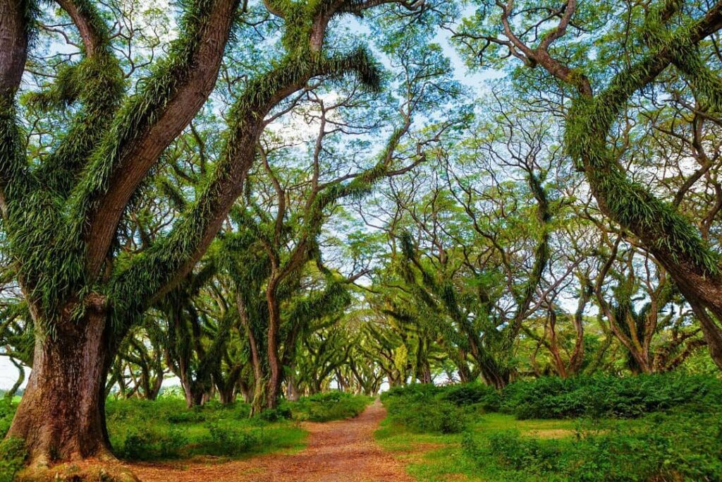 Pohon trembesi raksasa berlumut di Hutan De Djawatan Benculuk Banyuwangi