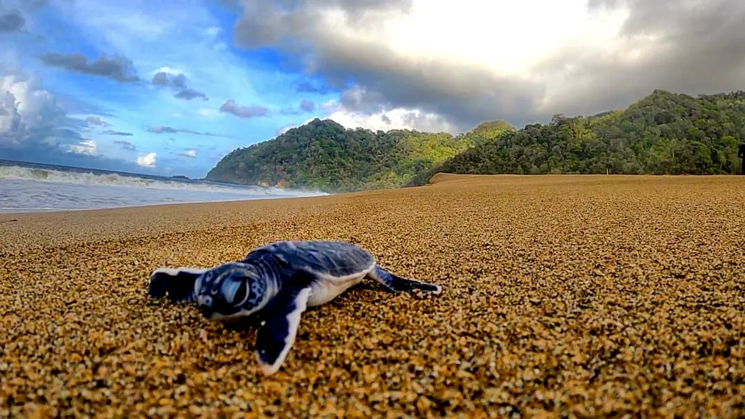 Pantai Sukamade di Taman Nasional Meru Betiri Banyuwangi