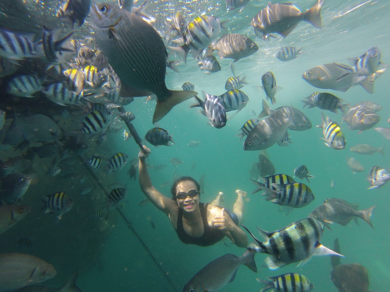 Rumah apung dan perairan jernih Bangsring Underwater Banyuwangi