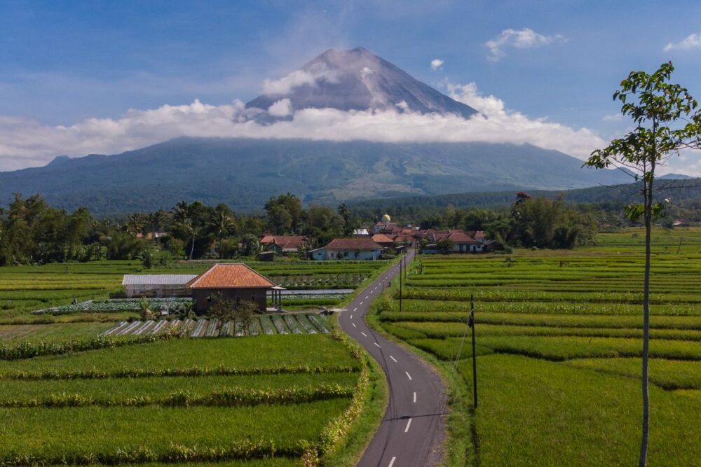 Jalan desa membelah sawah hijau dengan Gunung Semeru di latar belakang di Teras Semeru, Lumajang